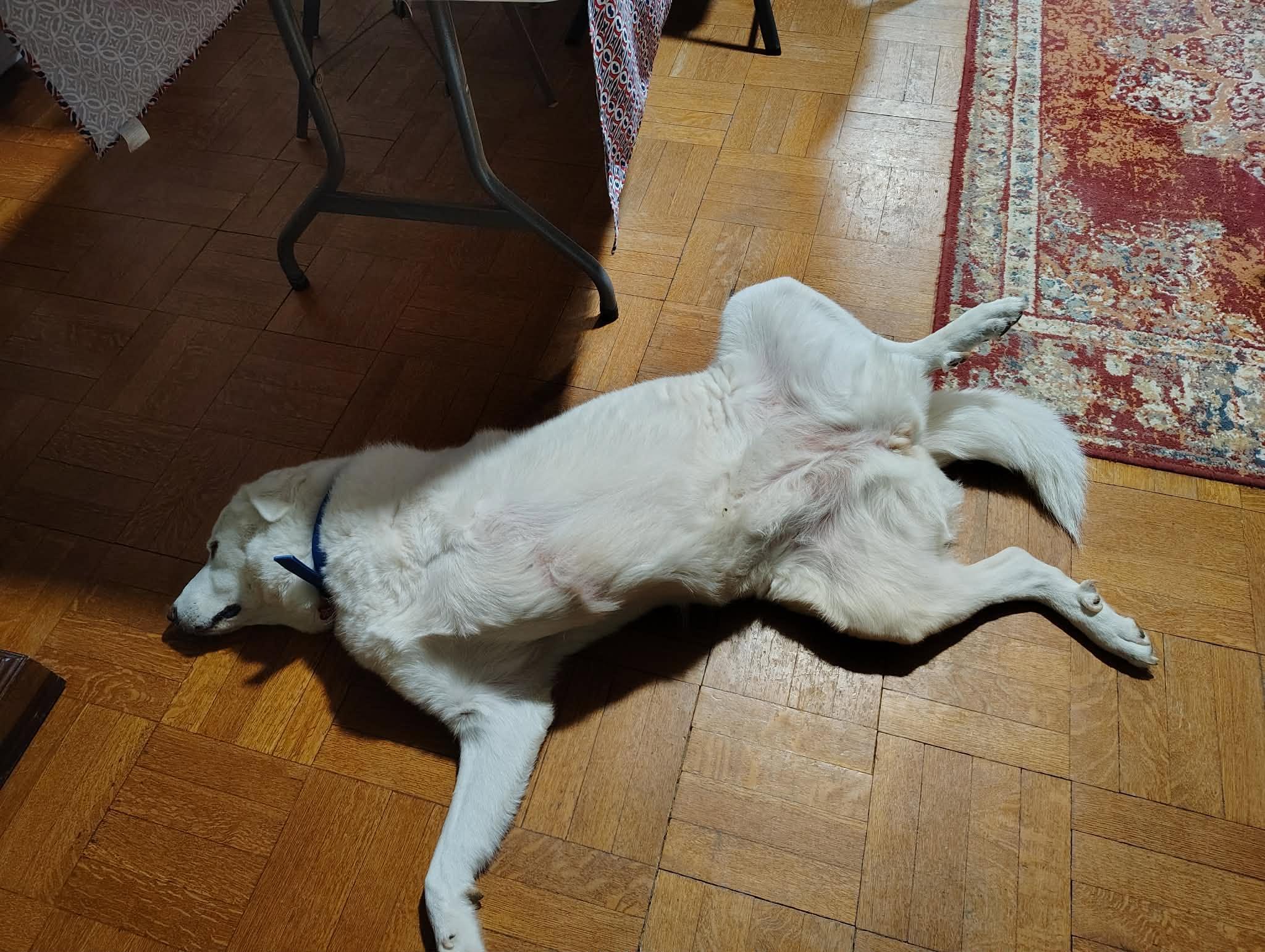 Enlarge Kodah, a Adoptable Great Pyrenees in Oklahoma City, OK, OK image 6/6