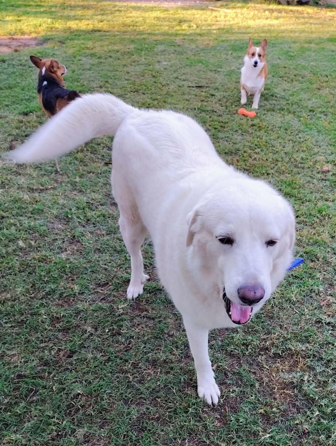 Enlarge Kodah, a Adoptable Great Pyrenees in Oklahoma City, OK, OK image 5/6