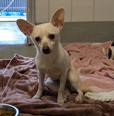 Enlarge BROOKE, a Adoptable Chihuahua in San Martin, CA image 1/1