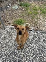 Ricky, a ADOPTABLE mixed breed in Boerne, TX image 2/2