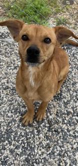 Ricky, a ADOPTABLE mixed breed in Boerne, TX image 1/2