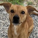 Enlarge Ricky, an adopted mixed breed in Boerne, TX image 1/1
