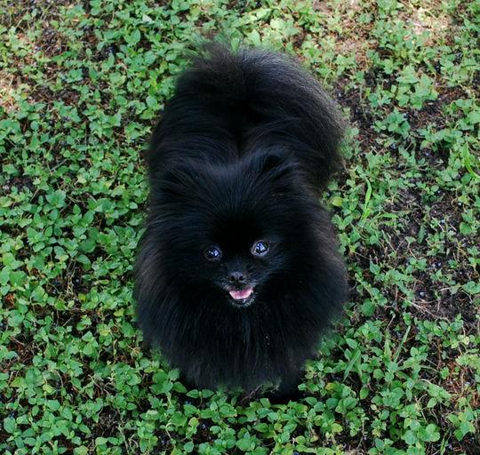 Kiwi, adopted, Adult Male Pomeranian.