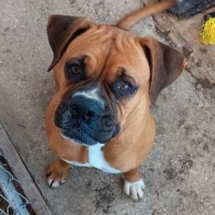 Enlarge Tessie, a ADOPTABLE Boxer in Tallahassee, FL image 1/1