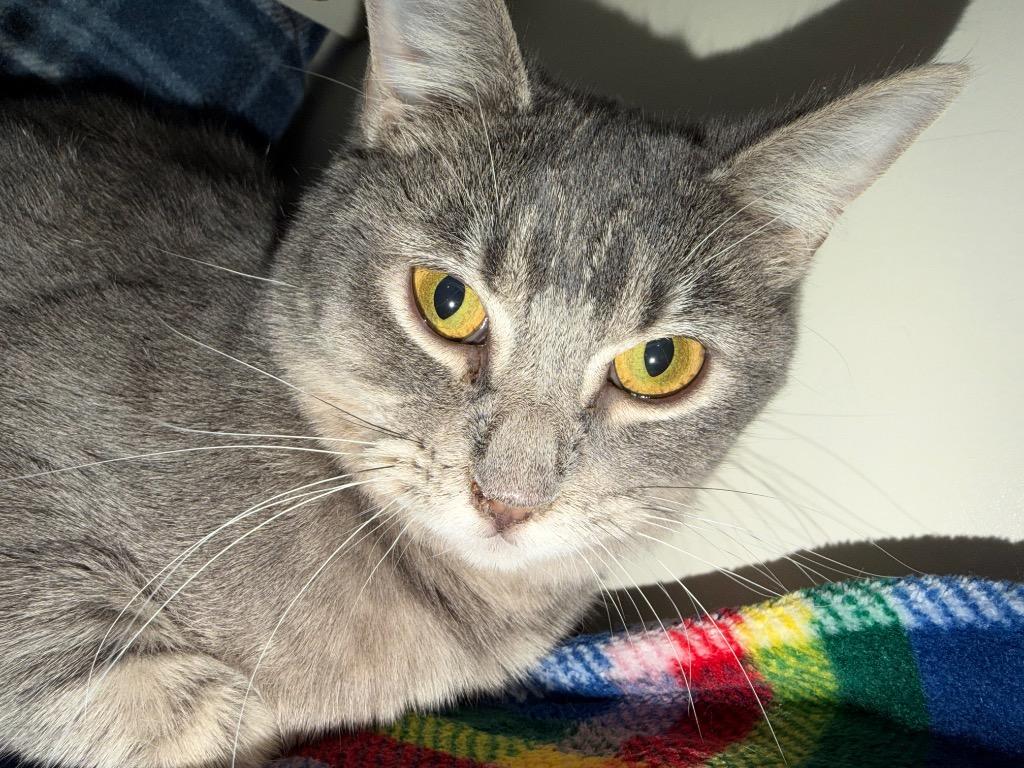Pepper MS, Adoptable, Young Female Domestic Short Hair.