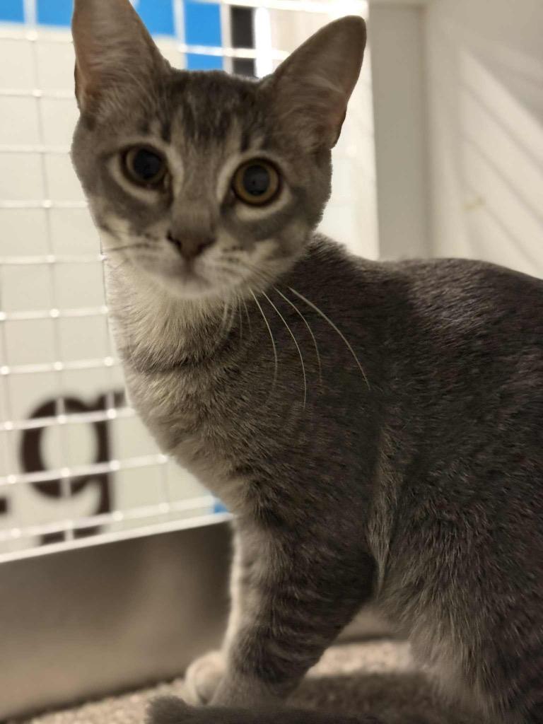 Pepper MS, a Adoptable Domestic Short Hair in Gorham, ME image 2/3