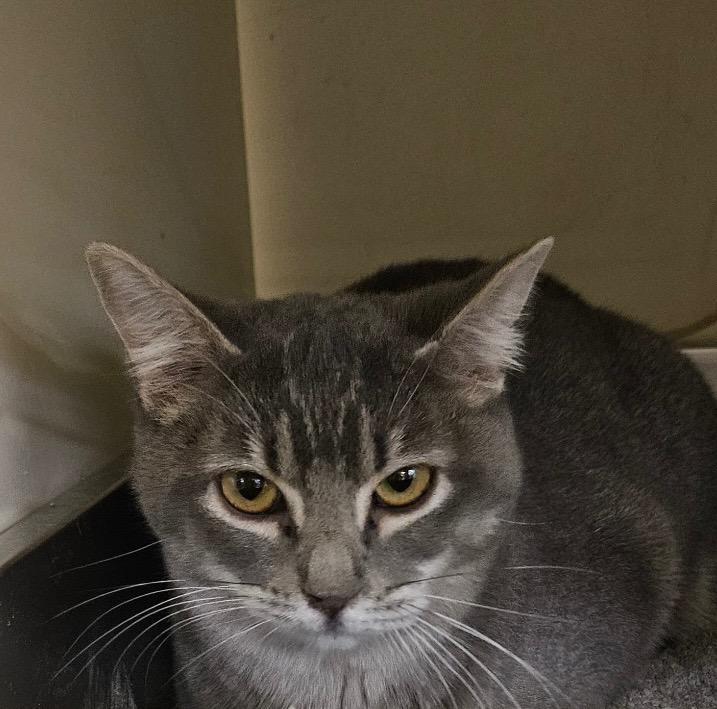 Pepper MS, a Adoptable Domestic Short Hair in Gorham, ME image 3/3