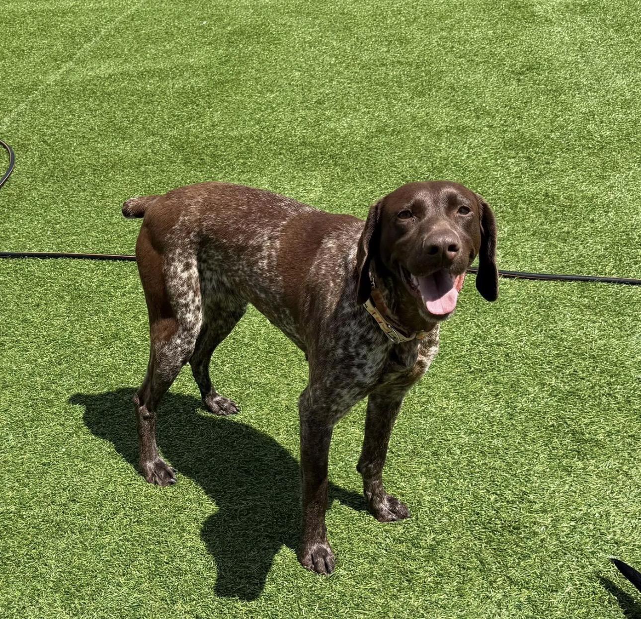 Shadow, adopted, Adult Female German Shorthaired Pointer.