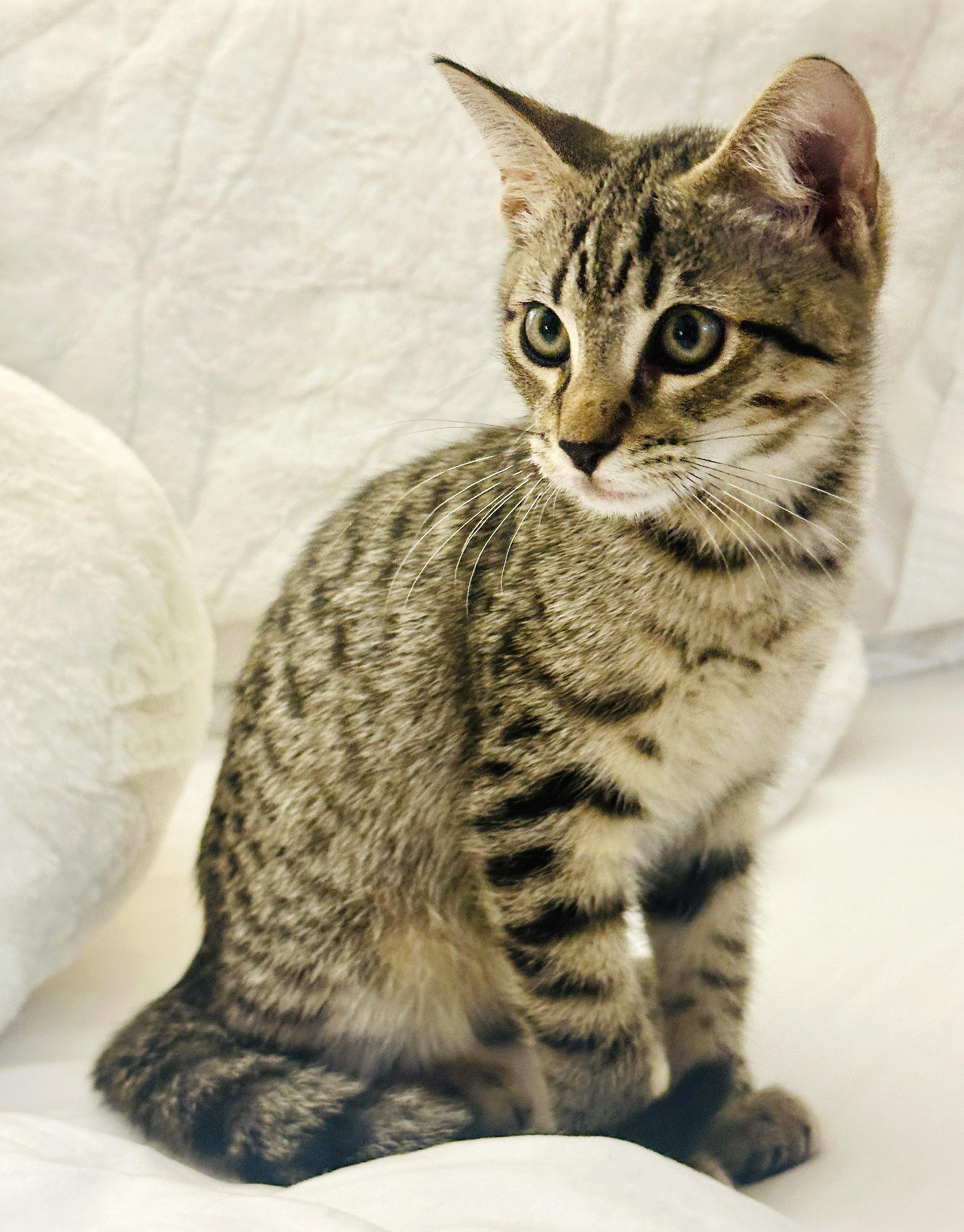 Ollie photo 1