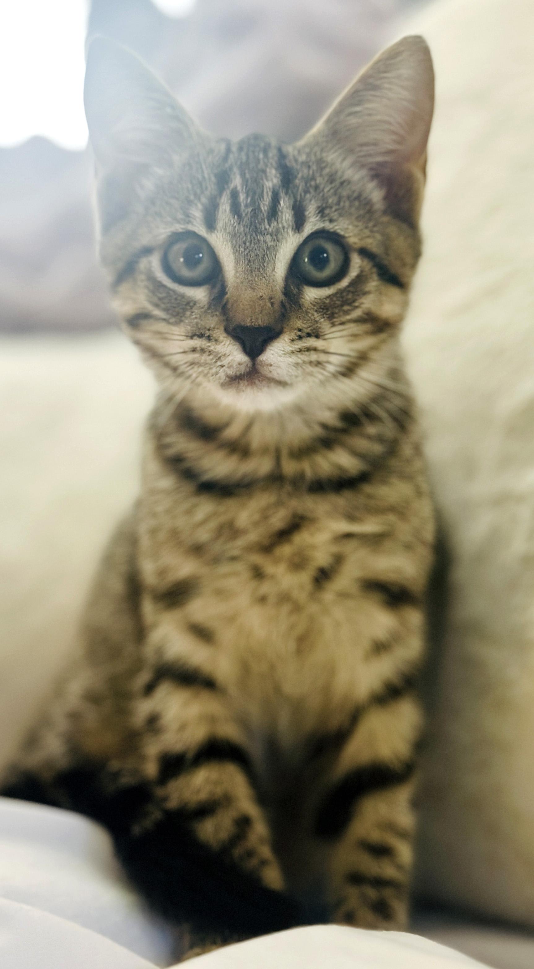 Ollie