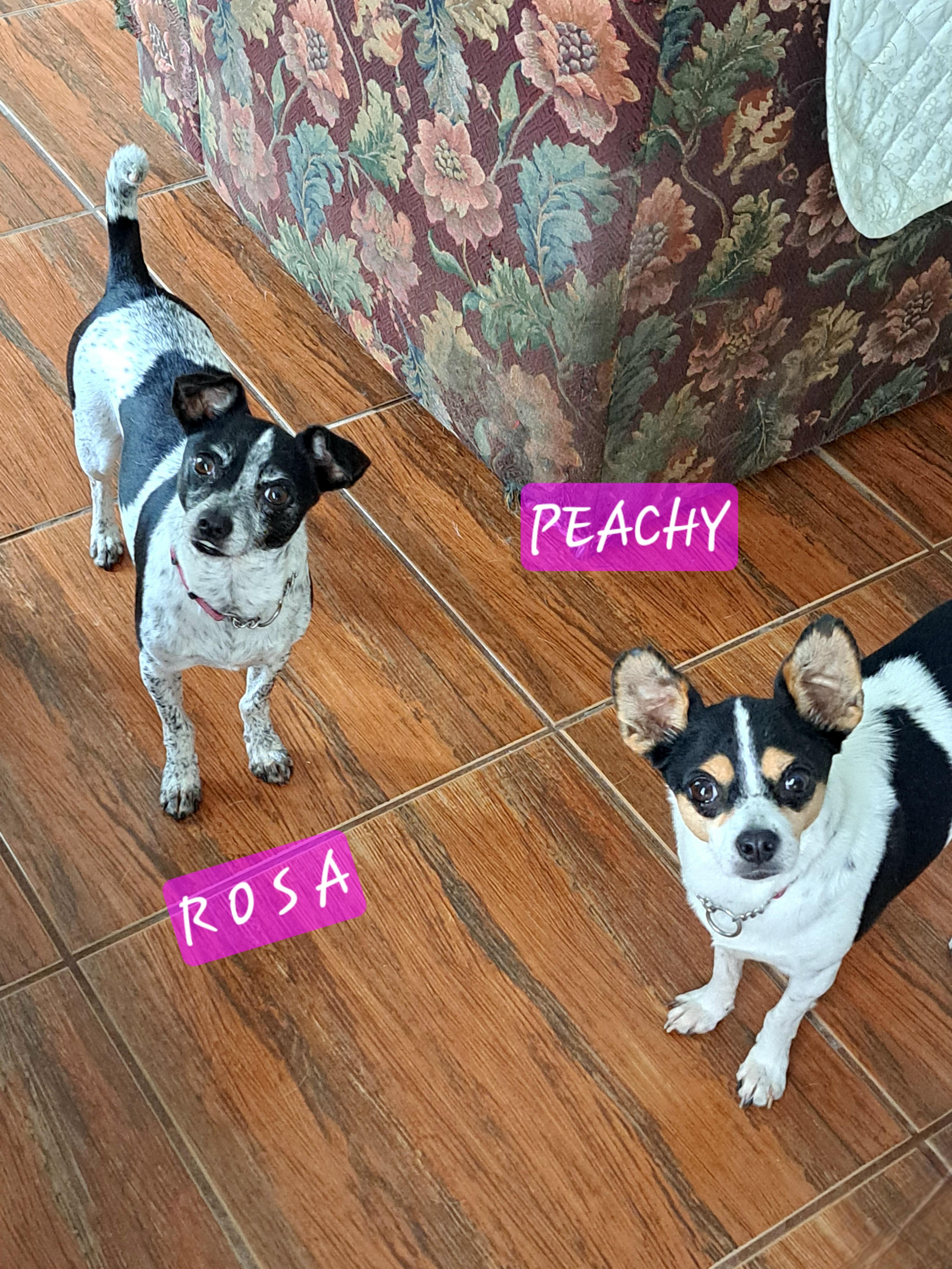 Enlarge Peachy & Rosa, a Adoptable mixed breed in Maitland, FL image 1/1