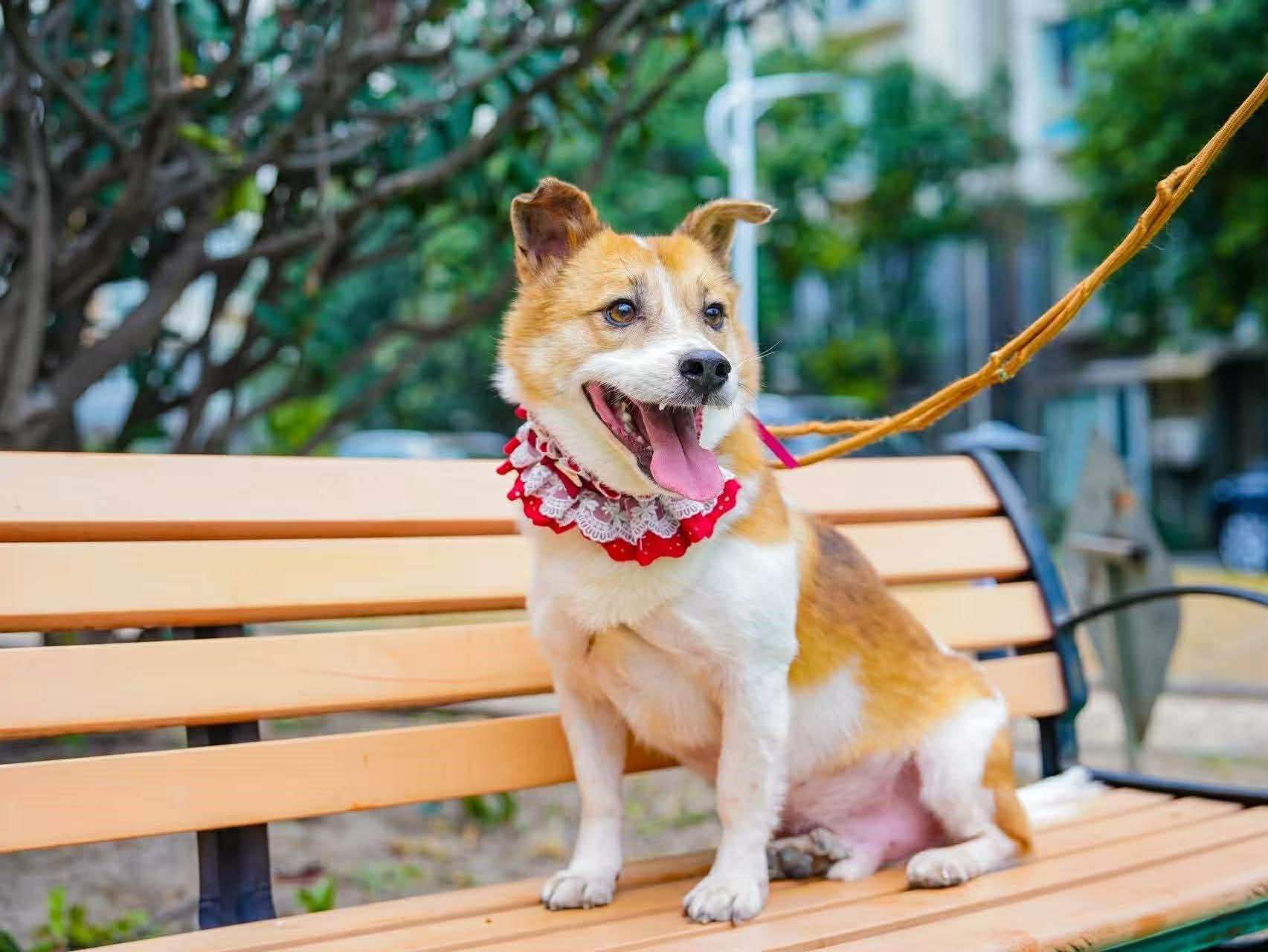 Enlarge Bobo, an adopted Mixed Breed in Markham, ON image 2/3