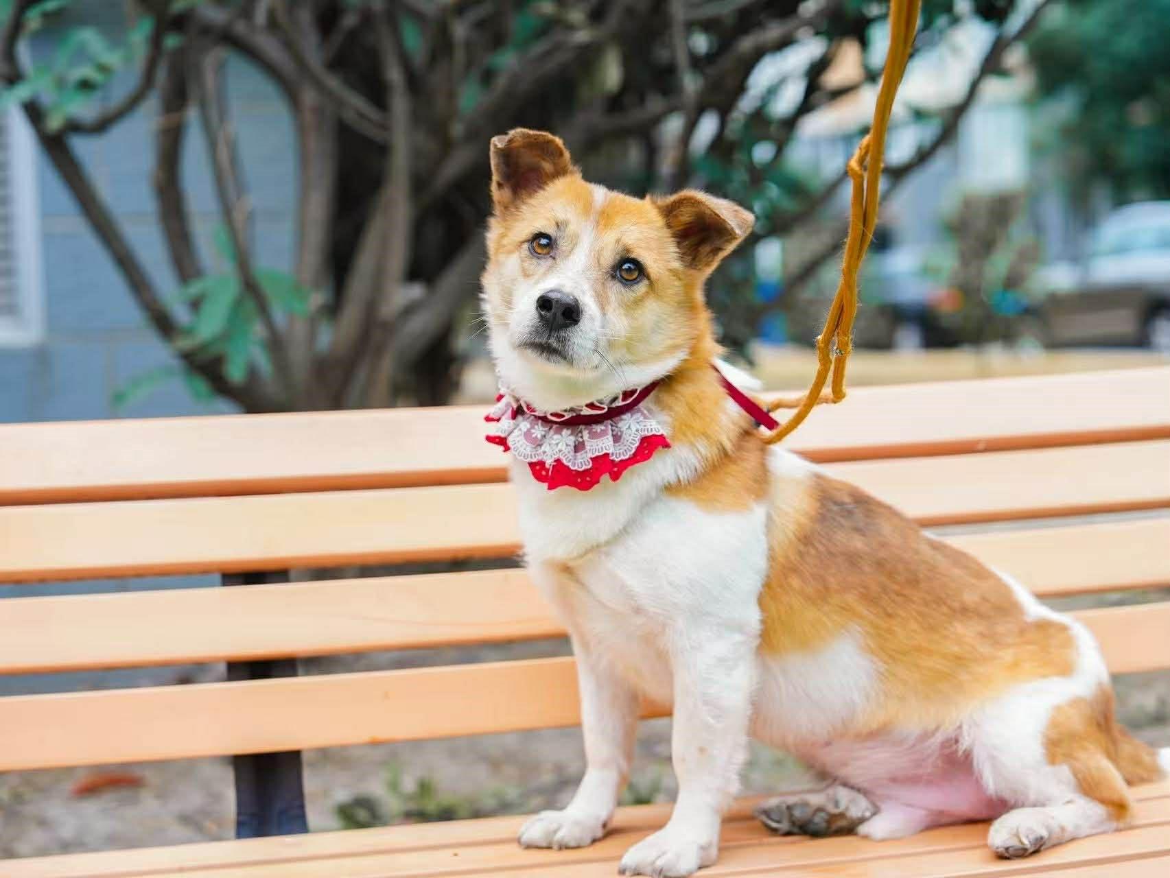 Enlarge Bobo, an adopted Mixed Breed in Markham, ON image 1/3