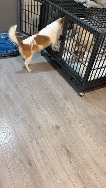 Enlarge Bobo, an adopted Mixed Breed in Markham, ON video 3/3