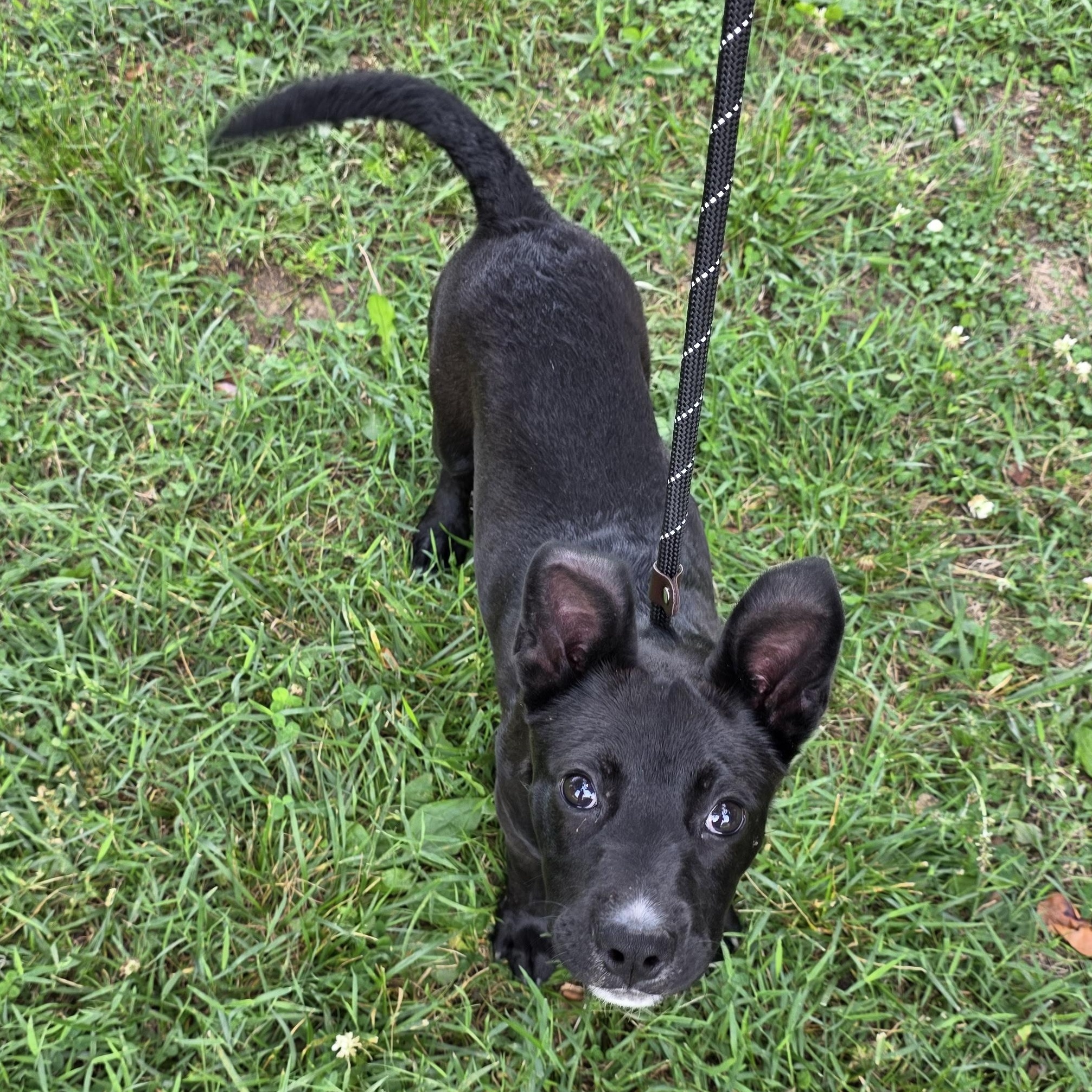 Lemon Pepper, a Adoptable Mixed Breed in Greensboro, NC image 5/6