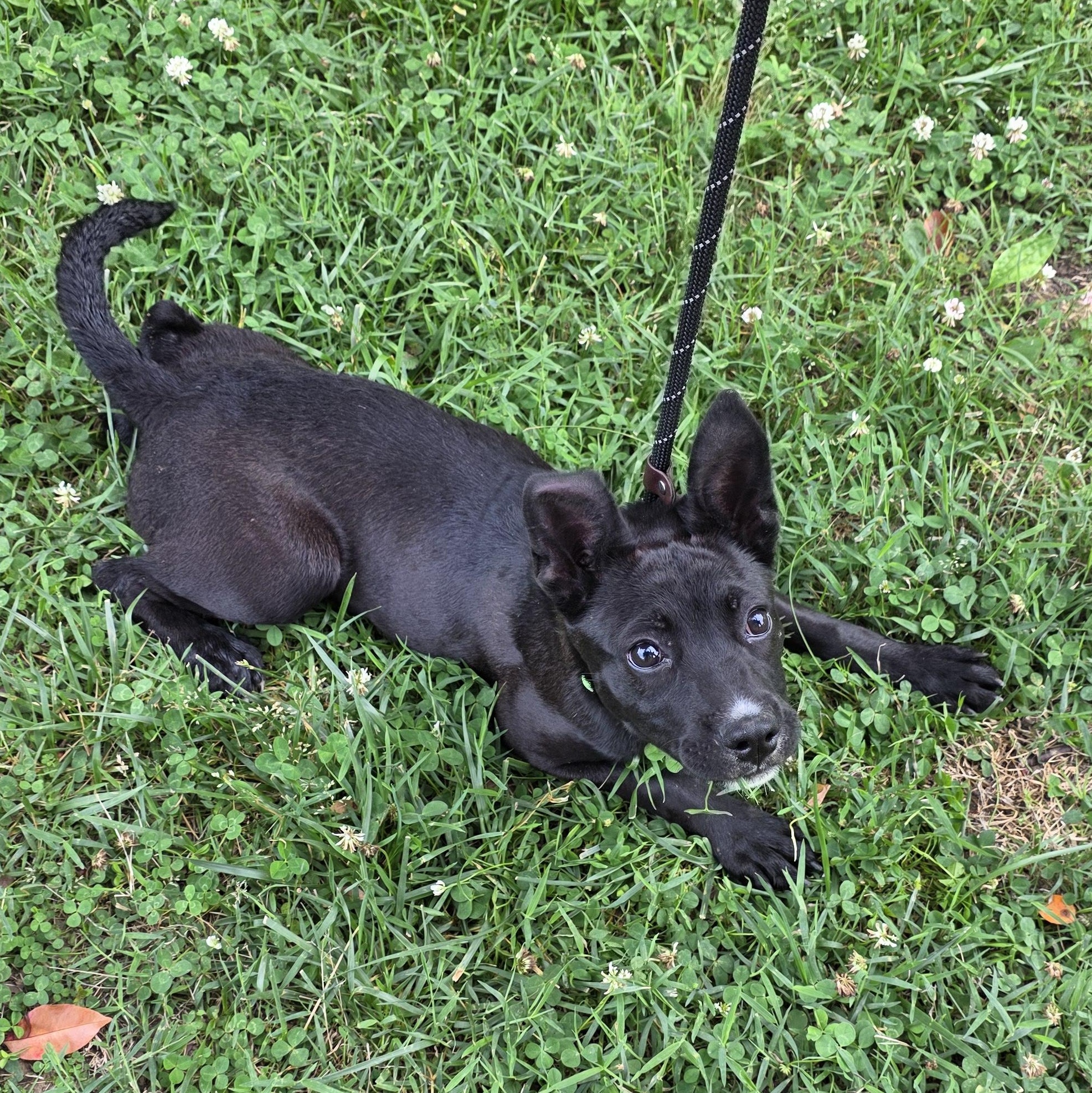 Lemon Pepper, a Adoptable Mixed Breed in Greensboro, NC image 2/6