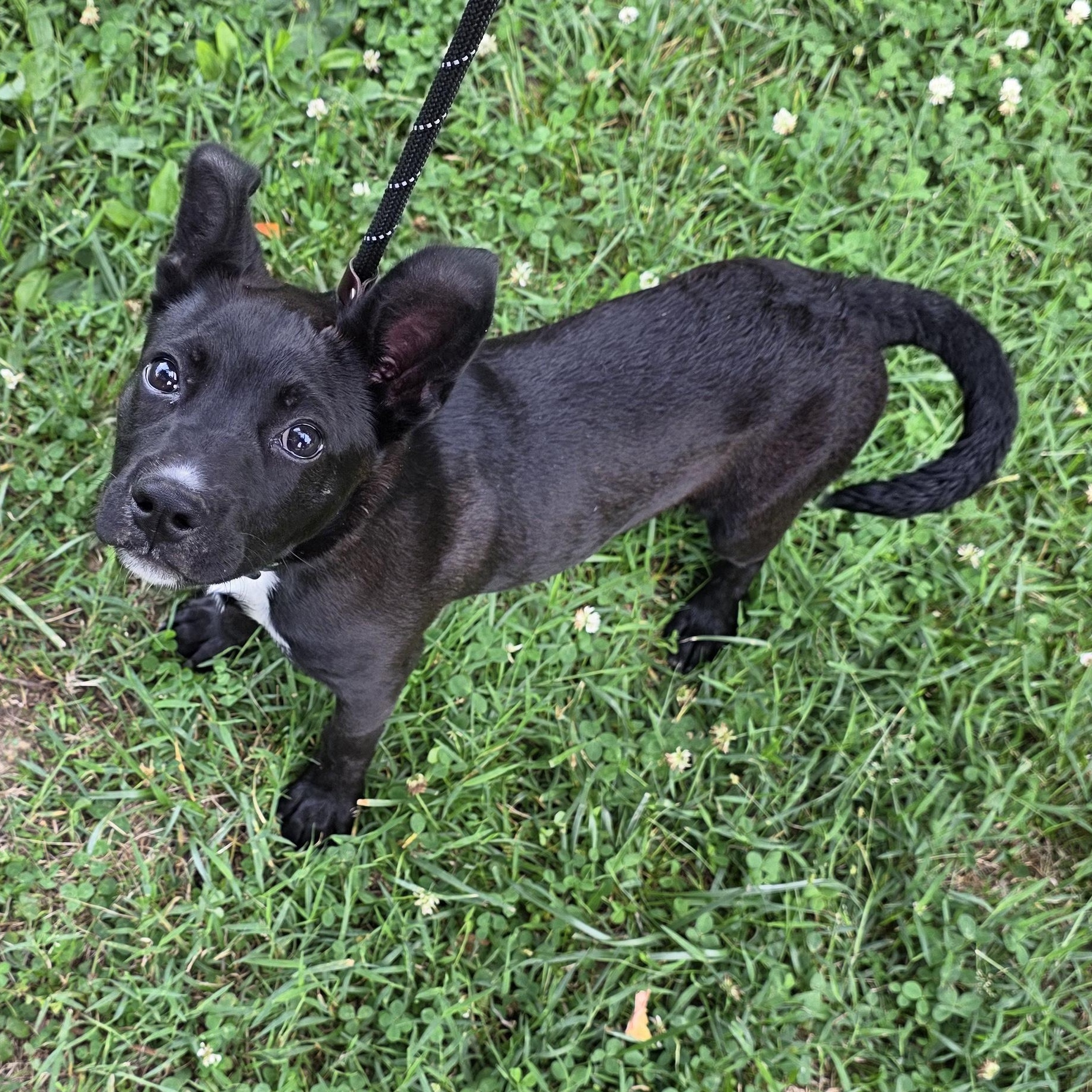 Lemon Pepper, a Adoptable Mixed Breed in Greensboro, NC image 4/6