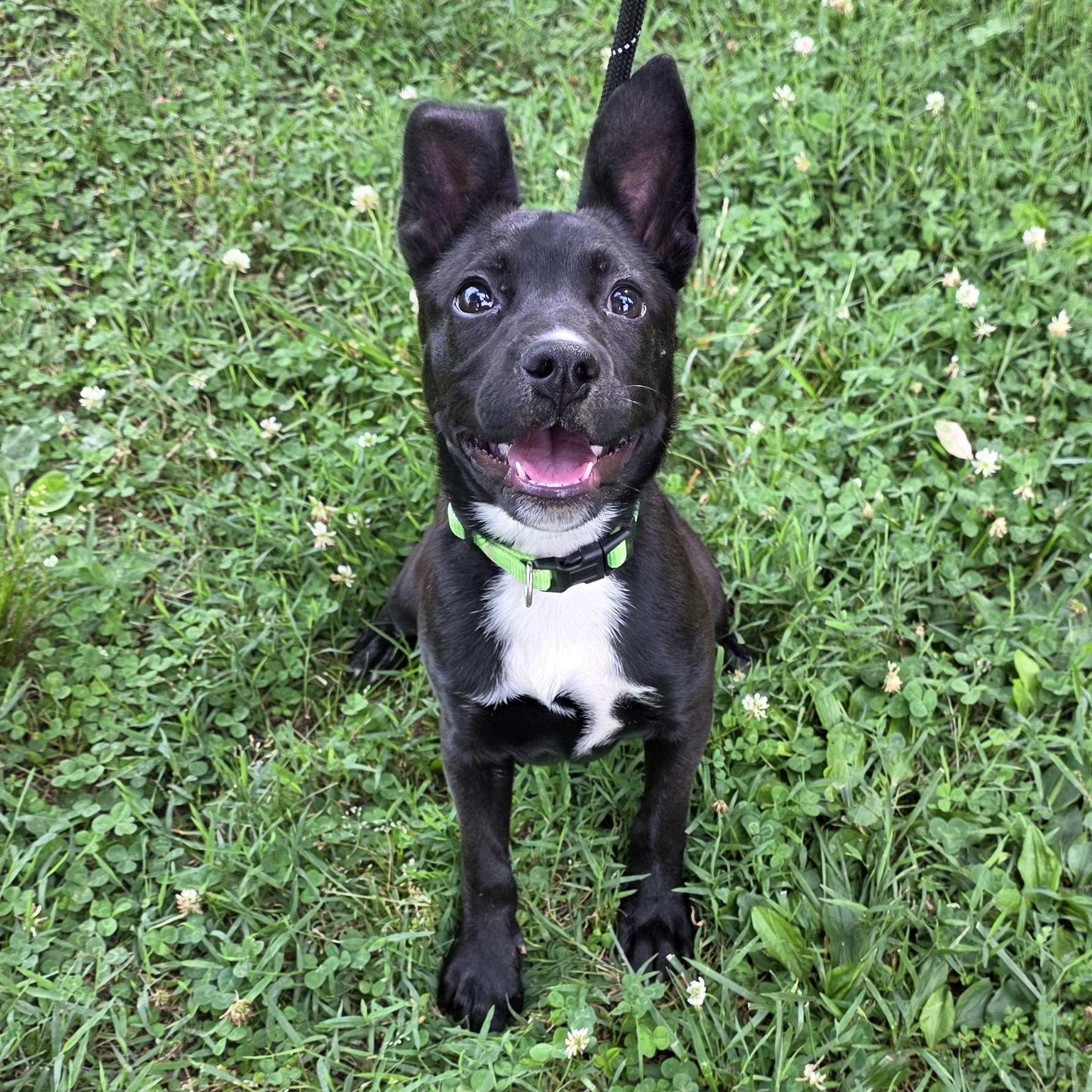 Lemon Pepper, a Adoptable Mixed Breed in Greensboro, NC image 3/6