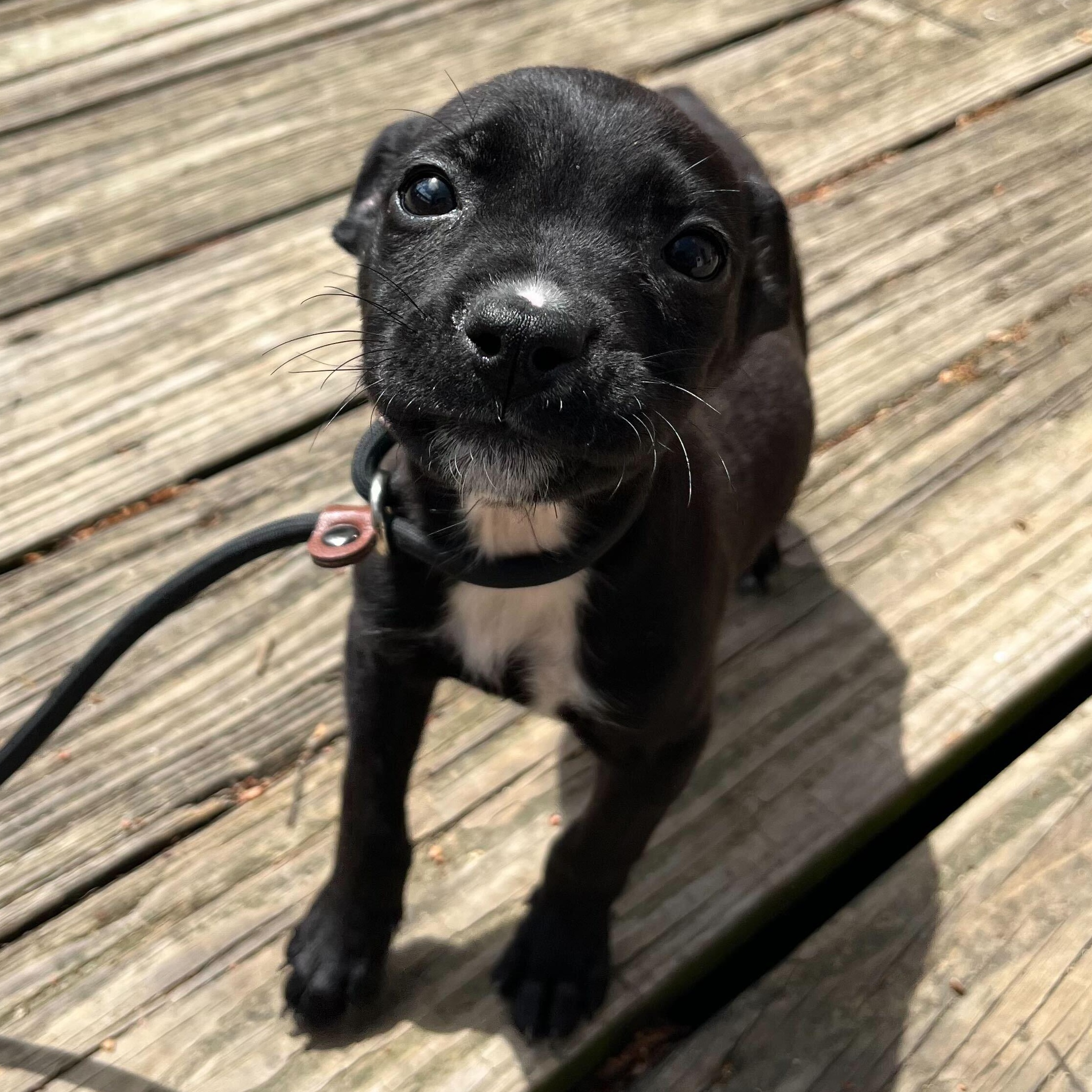 Lemon Pepper, Adoptable, Young Female Mixed Breed.