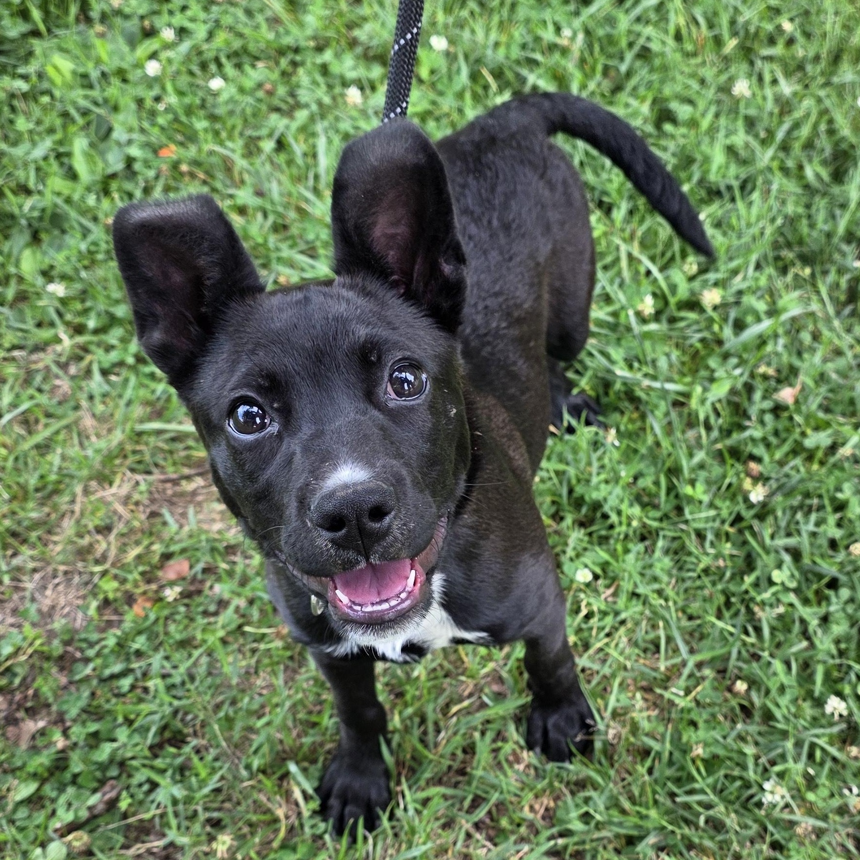 Lemon Pepper, a Adoptable Mixed Breed in Greensboro, NC image 6/6
