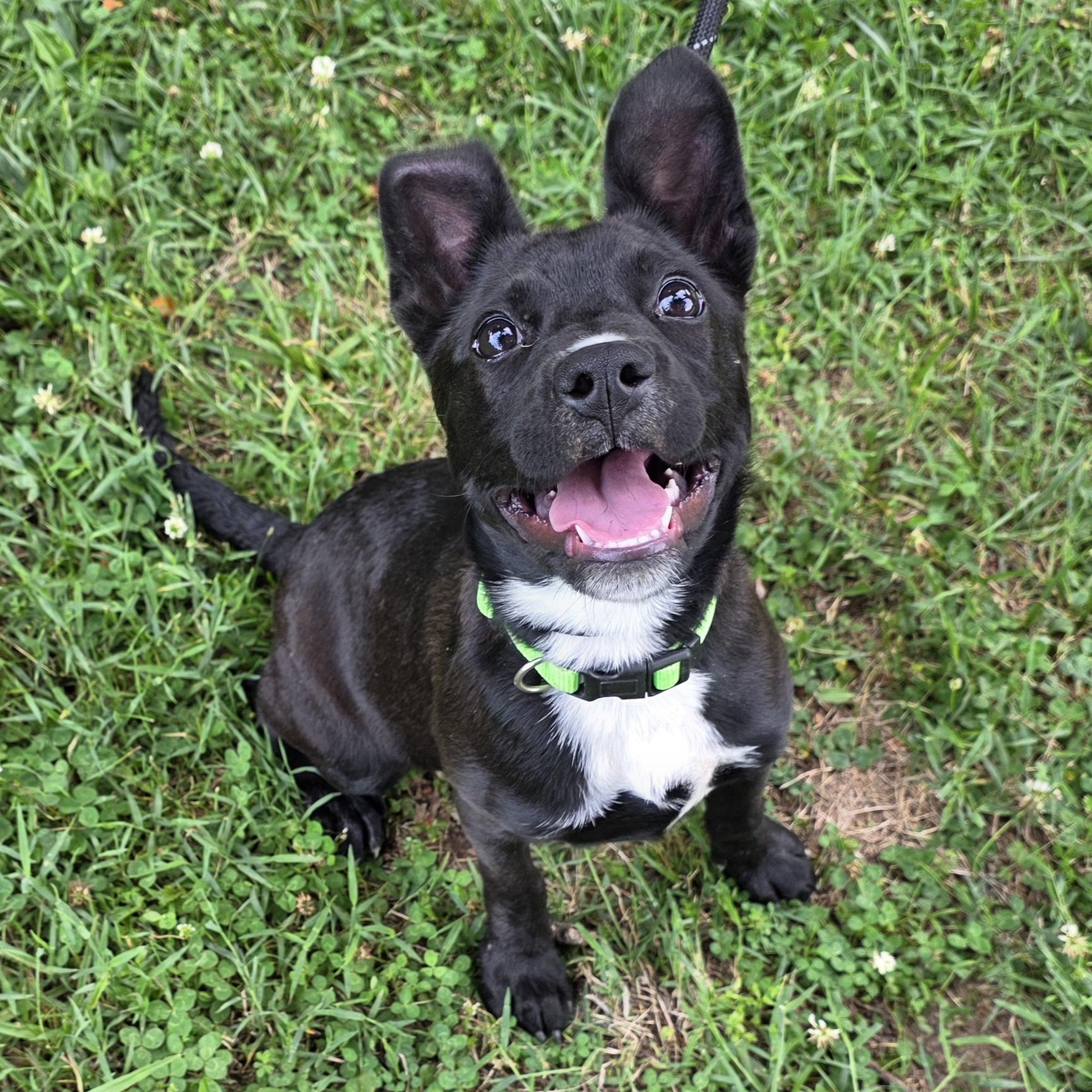 Lemon Pepper, Adoptable, Young Female Mixed Breed.