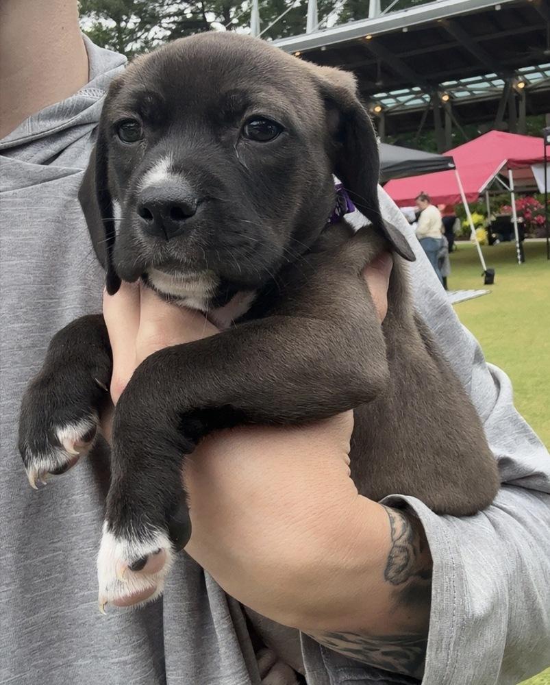Purple Collar Girl, Adopted, Puppy Female Labrador Retriever.