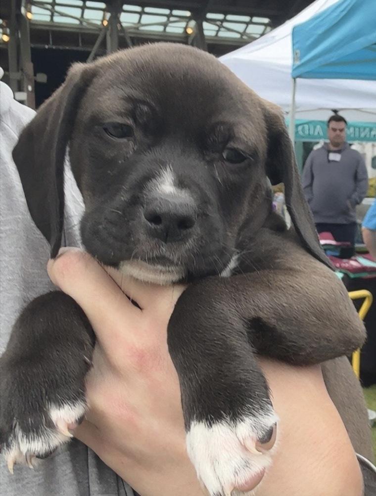 Purple Collar Girl, a Adopted mixed breed in Wendell, NC image 2/3