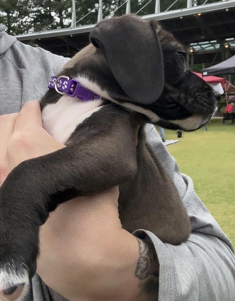 Purple Collar Girl, a Adopted mixed breed in Wendell, NC image 3/3