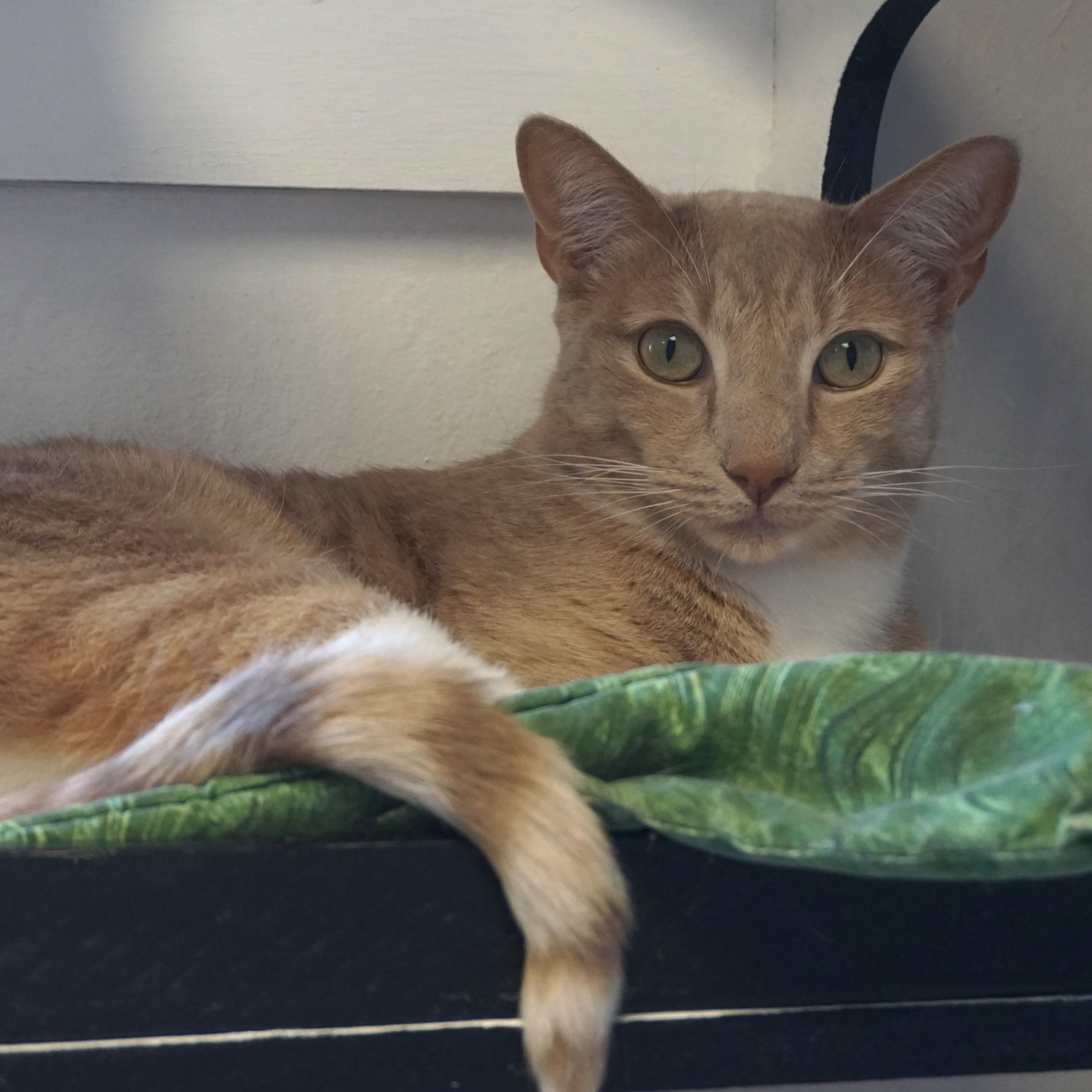 Barro, an adopted Domestic Short Hair in Fountain Hills, AZ image 1/5