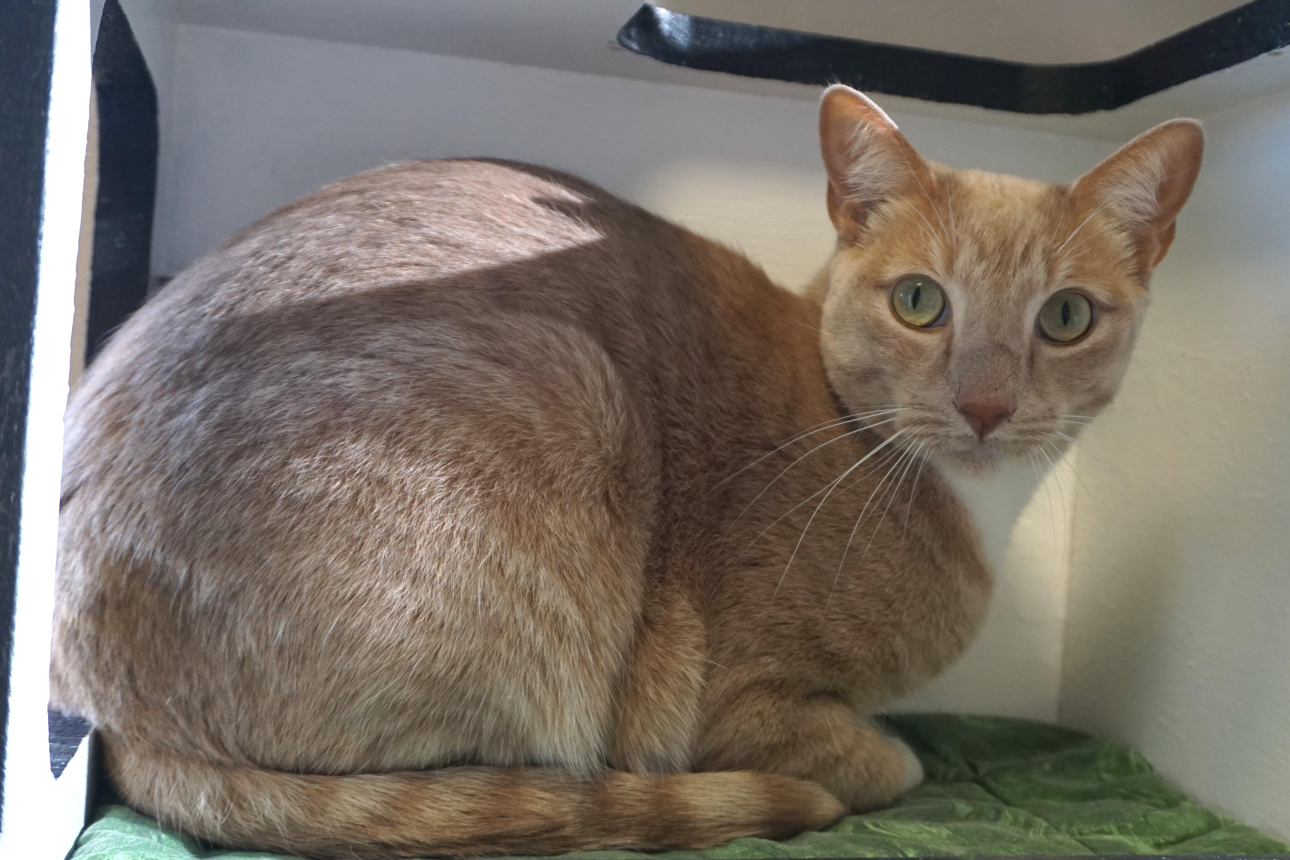 Enlarge Barro, a ADOPTABLE Domestic Short Hair in Fountain Hills, AZ image 2/6