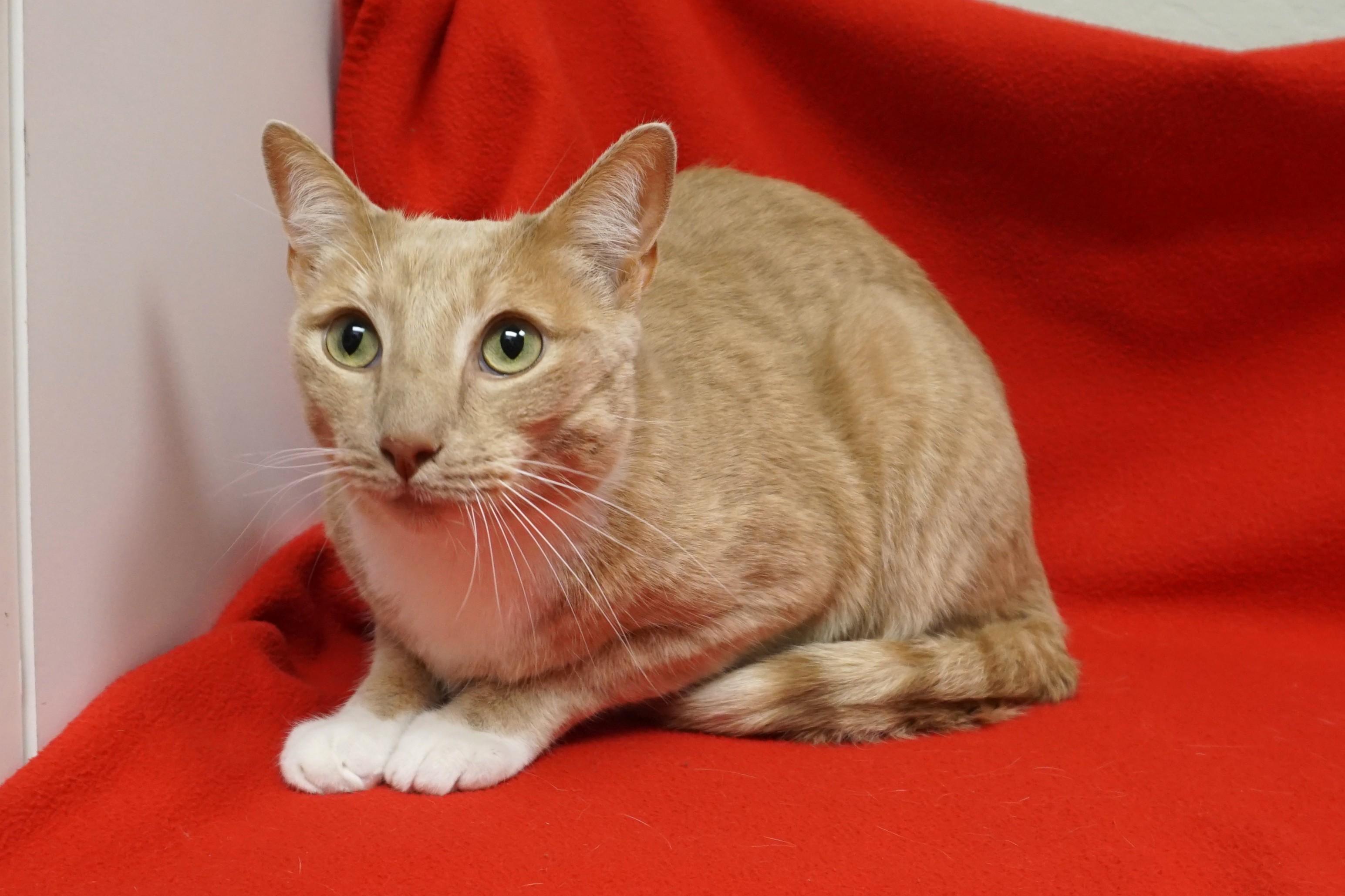 Enlarge Barro, a ADOPTABLE Domestic Short Hair in Fountain Hills, AZ image 5/6