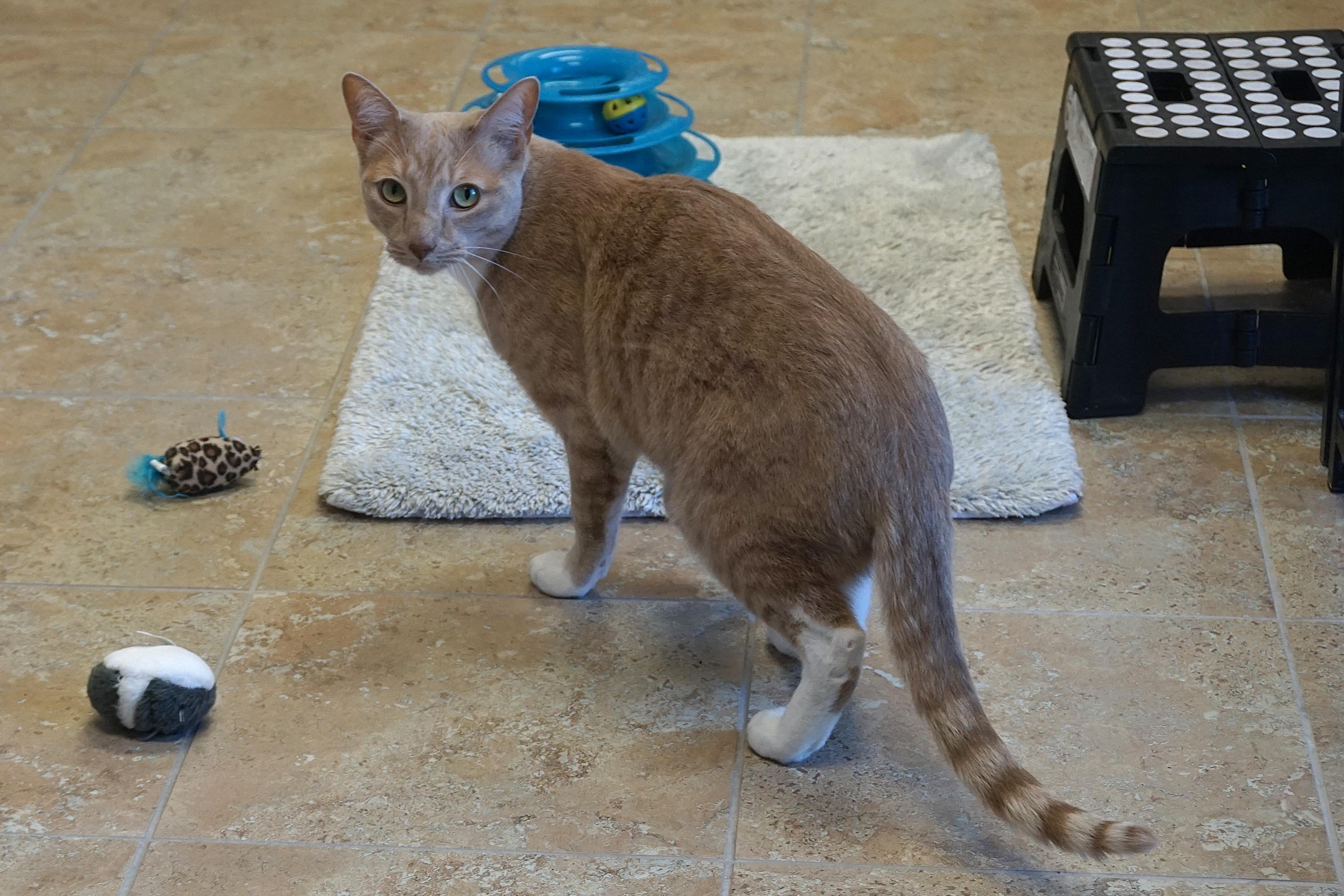 Barro, ADOPTABLE, Adult Male Domestic Short Hair.