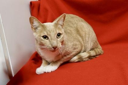 Enlarge Barro, a ADOPTABLE Domestic Short Hair in Fountain Hills, AZ image 4/6