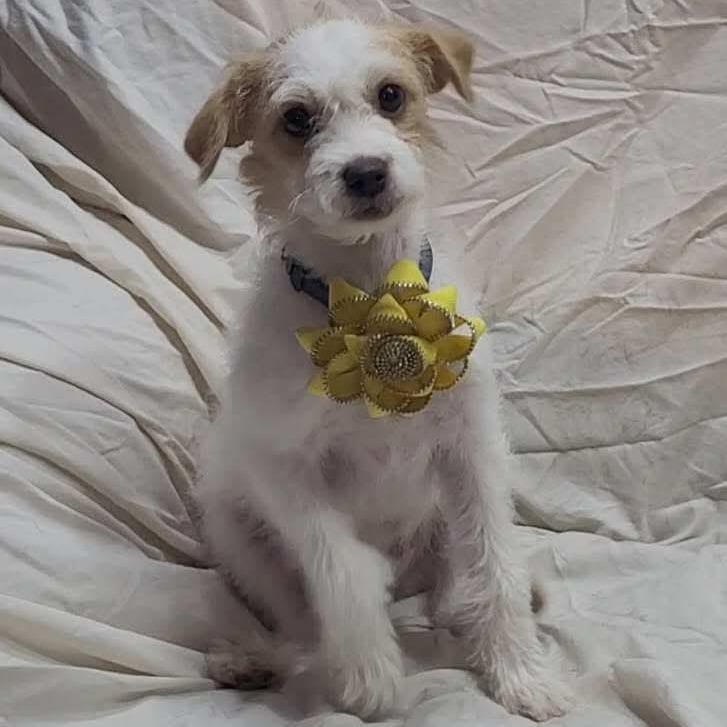 AVAILABLE  8/30 BITSY, Adoptable, Puppy Female Maltese & Terrier.