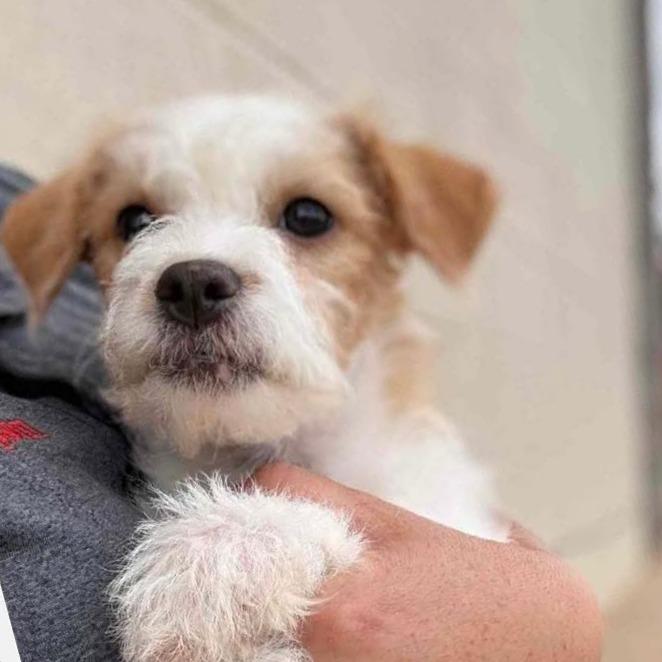 AVAILABLE 8/30 BITSY, a Adoptable mixed breed in Loves Park, IL image 2/3