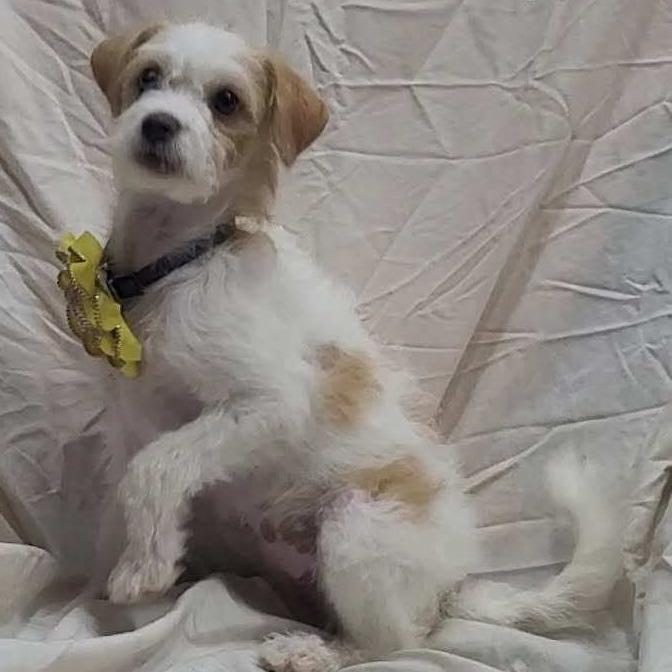 AVAILABLE 8/30 BITSY, a Adoptable mixed breed in Loves Park, IL image 3/3