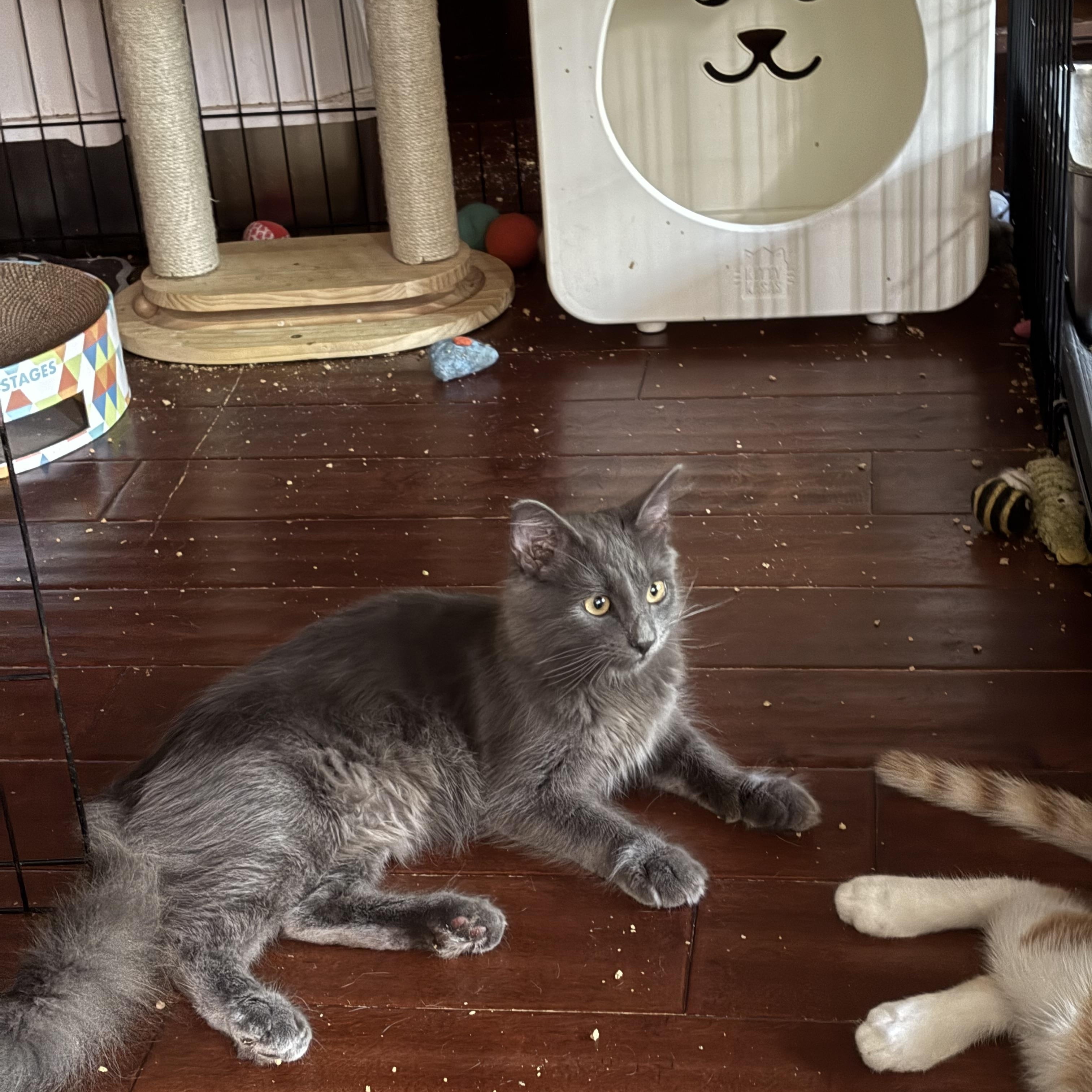 Silver, Adoptable, Young Male Russian Blue & Domestic Medium Hair.