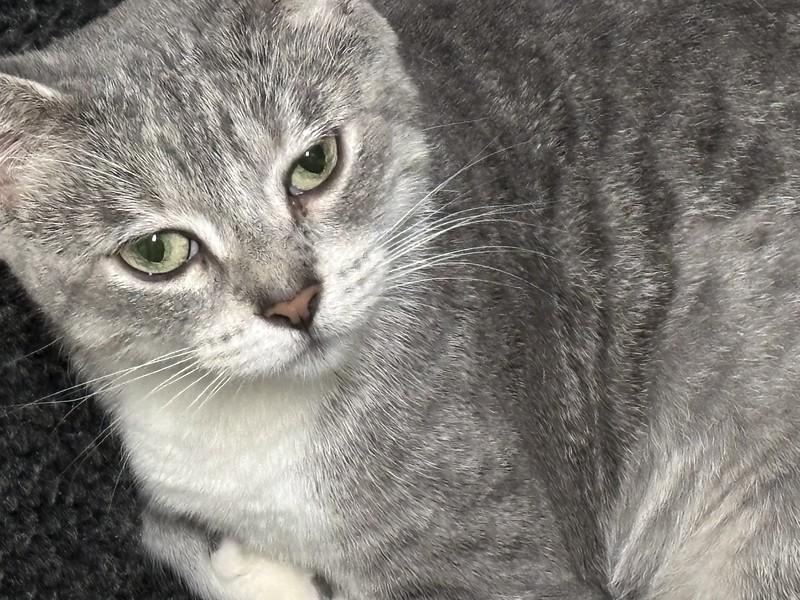 Broom Hilda, Adoptable, Adult Female Domestic Short Hair.