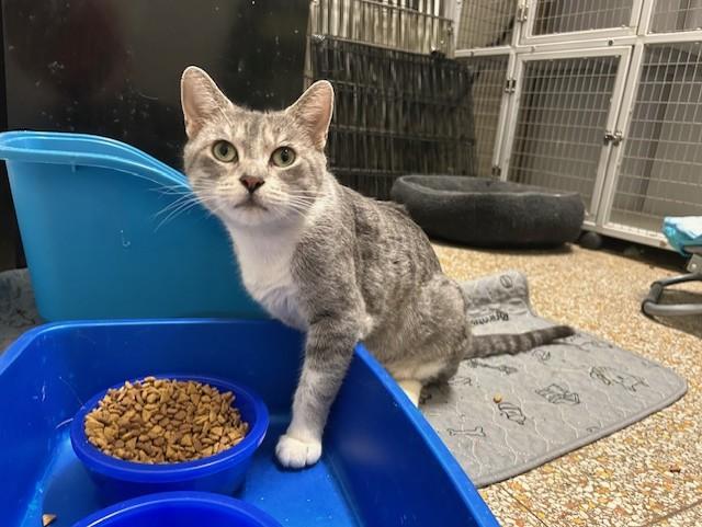 Enlarge Broom Hilda, a Adoptable Domestic Short Hair in Chicago, IL image 4/4