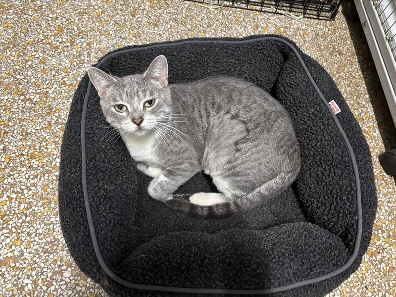 Enlarge Broom Hilda, a Adoptable Domestic Short Hair in Chicago, IL image 3/4