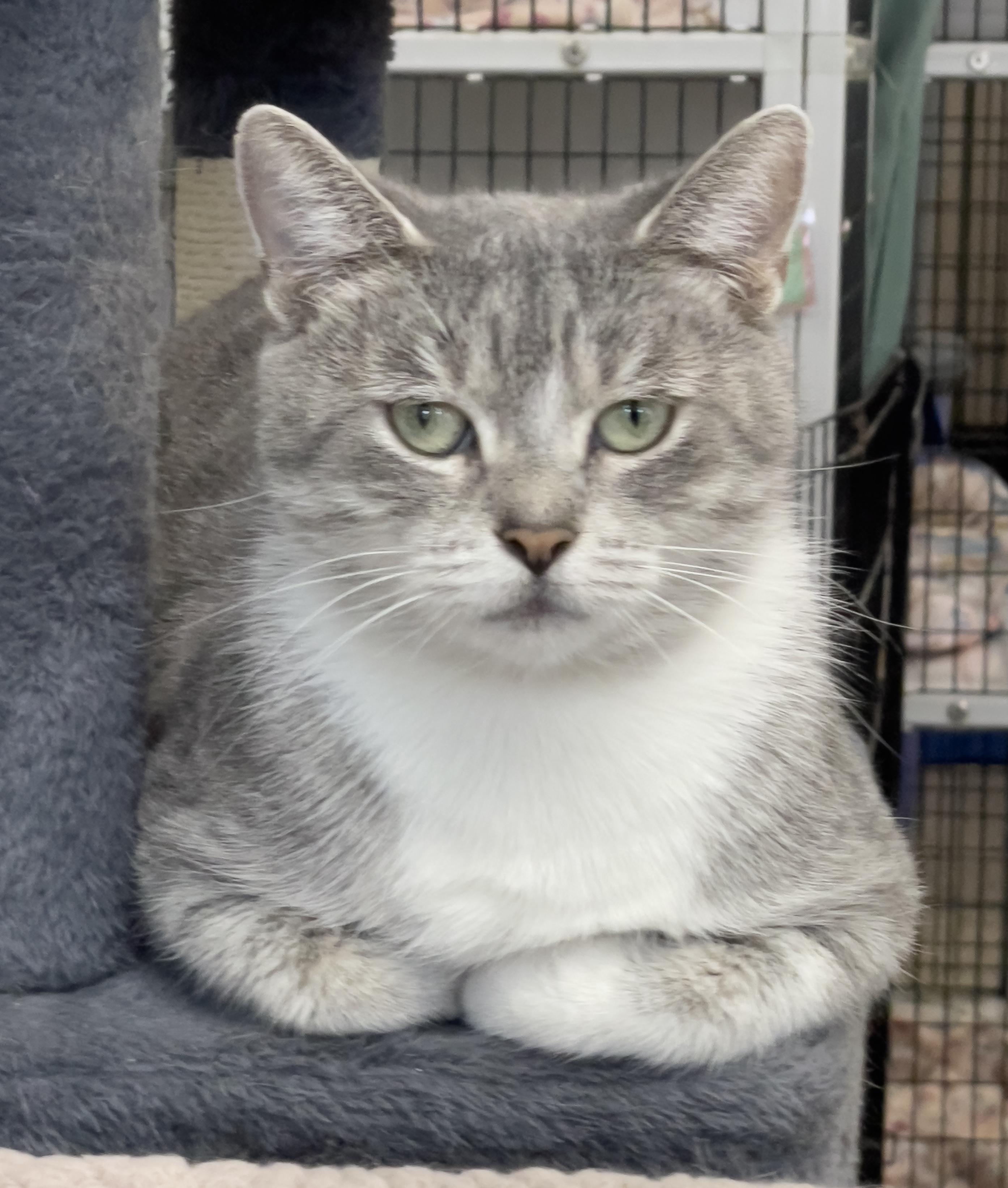 Enlarge Broom Hilda, a Adoptable Domestic Short Hair in Chicago, IL image 1/4