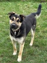 Enlarge Sully, a ADOPTABLE mixed breed in Whitby, ON image 1/2