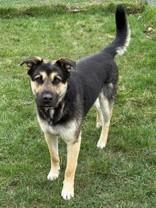 Enlarge Sully, a ADOPTABLE mixed breed in Whitby, ON image 2/2