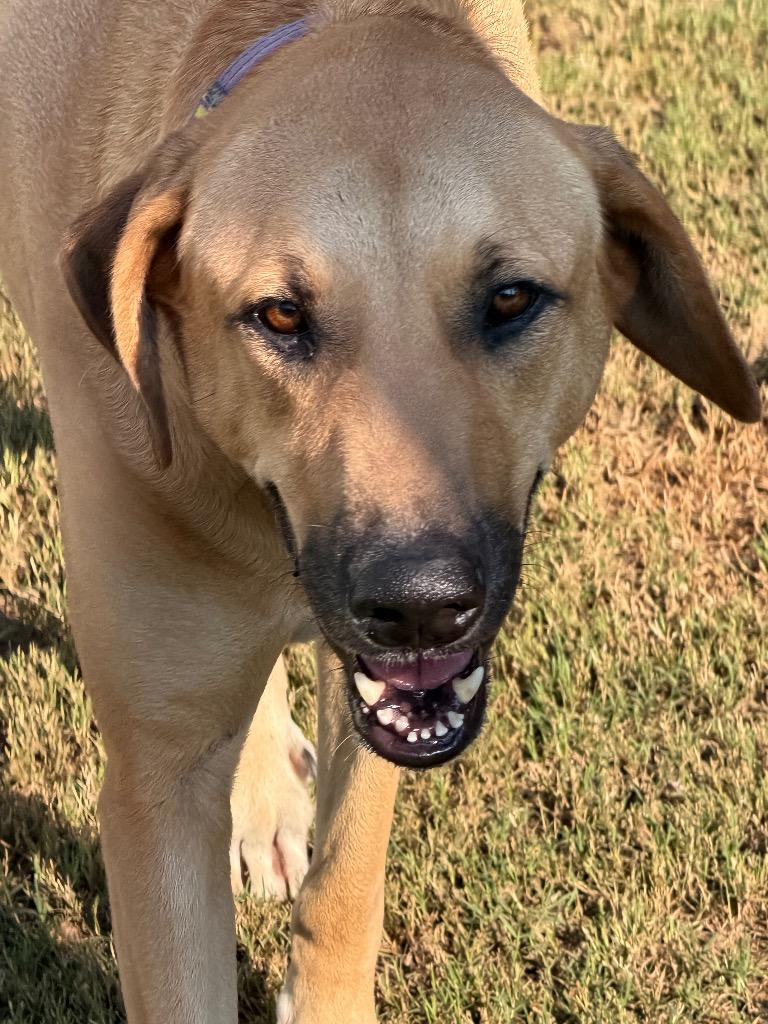 Ryder, Adoptable, Adult Male Anatolian Shepherd.
