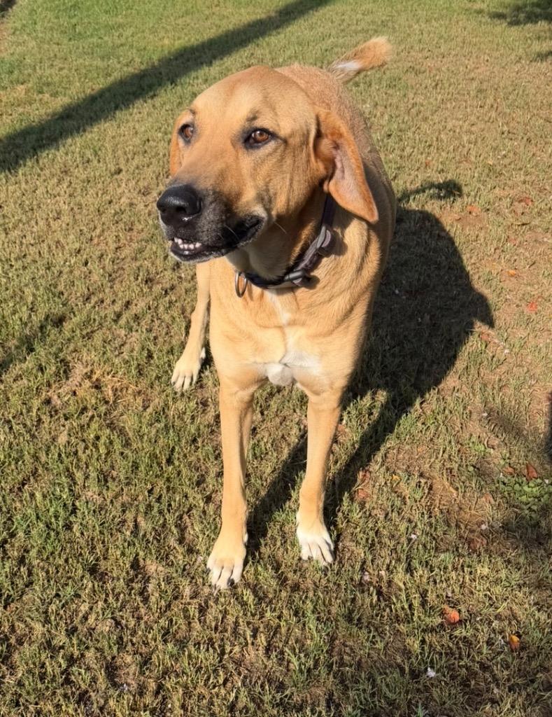 Enlarge Ryder, a Adoptable Anatolian Shepherd in St. Francisville, LA image 2/5