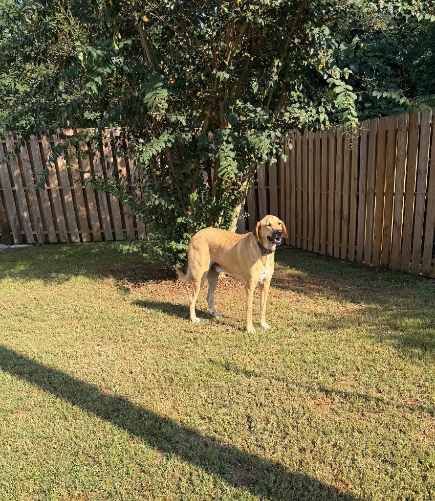Enlarge Ryder, a Adoptable Anatolian Shepherd in St. Francisville, LA image 3/5