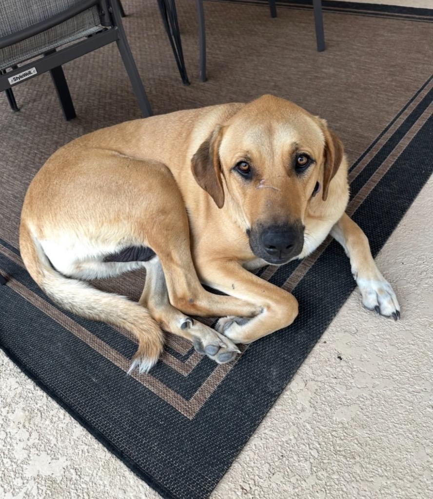Enlarge Ryder, a Adoptable Anatolian Shepherd in St. Francisville, LA image 1/2