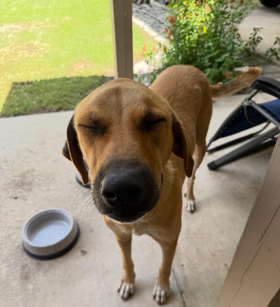 Enlarge Ryder, a Adoptable Anatolian Shepherd in St. Francisville, LA image 2/2