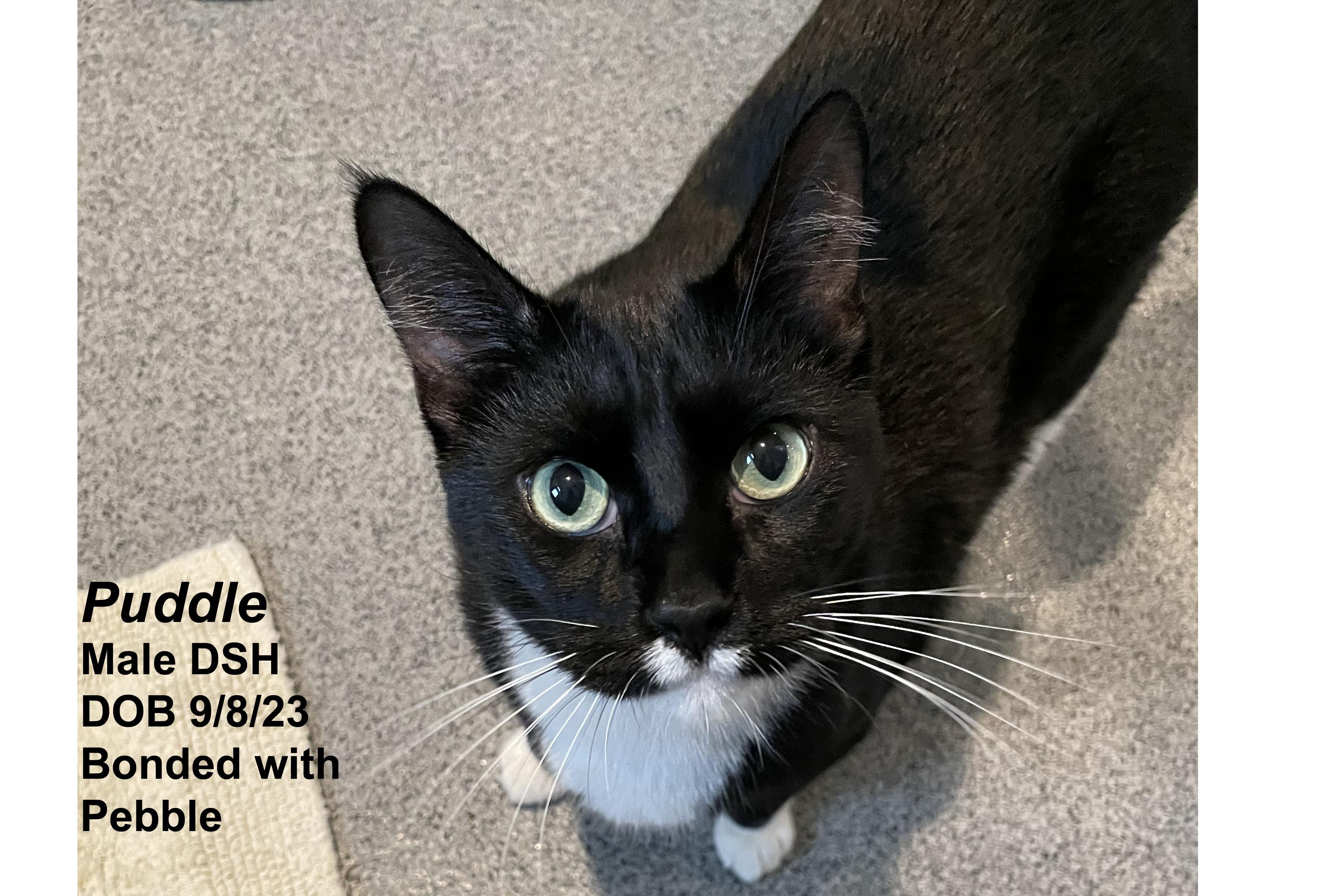 Enlarge Puddle, a Adopted Domestic Short Hair in Lincoln, NE image 1/1