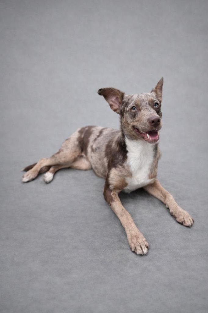 Peanut Butter, Adopted, Adult Female Catahoula Leopard Dog.